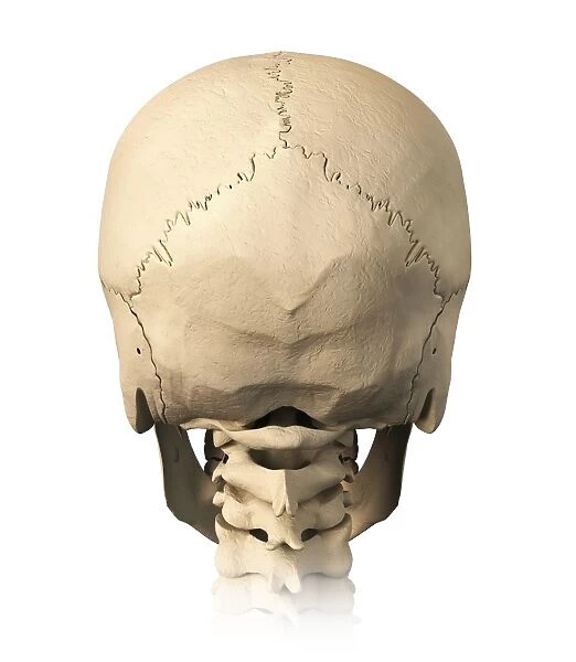 Anatomy of human skull, rear view
