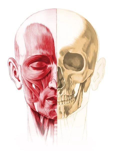 Anatomy of a male human head, with half muscles and half skull