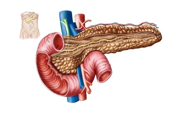 Anatomy of pancreas