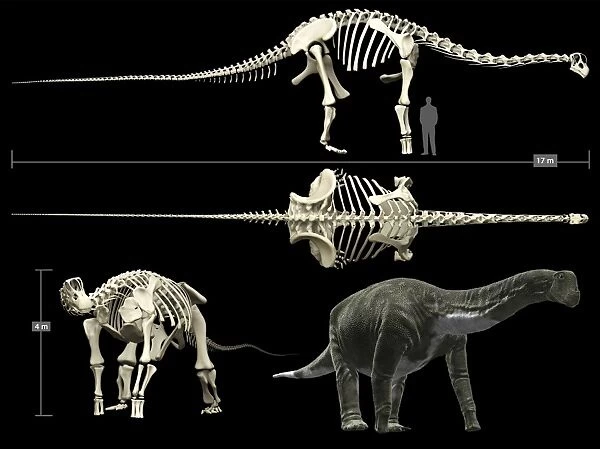 Anatomy of a Titanosaur