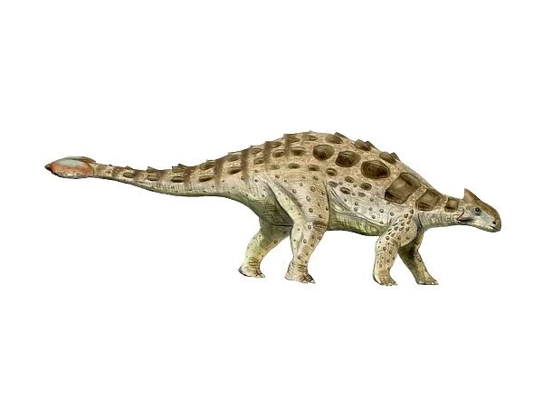 Ankylosaurus armored dinosaur