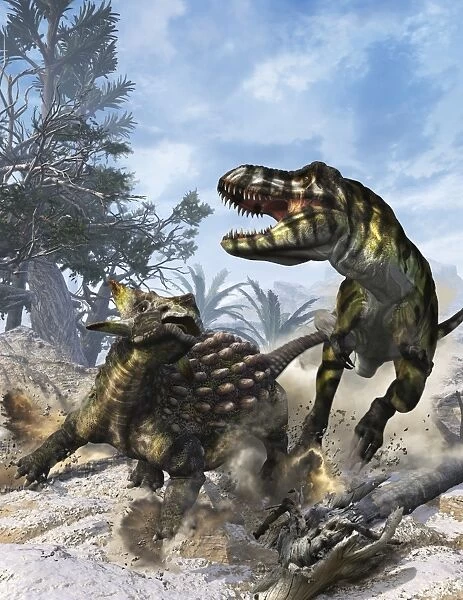 Ankylosaurus hits Tyrannosaurus rex with its clubbed tail in self-defense
