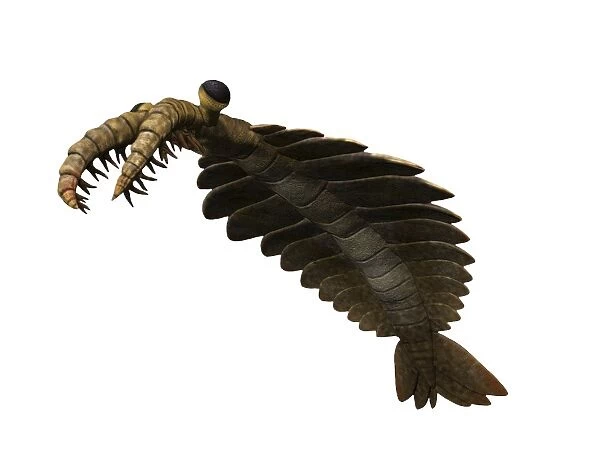 Anomalocaris is an arthropod from the Cambrian of Canada