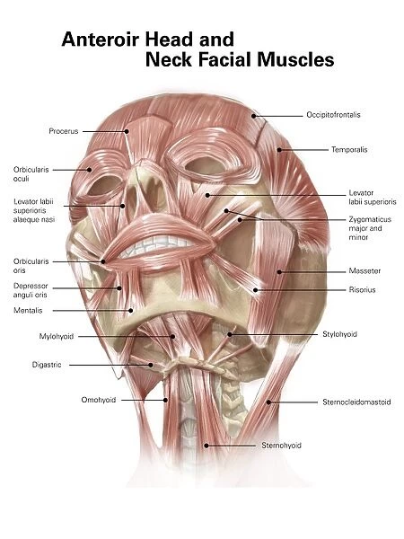 Anterior neck and facial muscles of the human head (with labels)