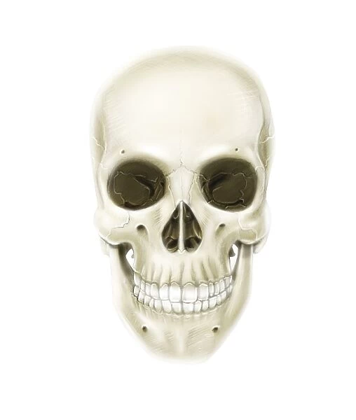 Anterior view of human skull