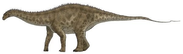 Apatosaurus, a sauropod dinosaur also known as Brontosaurus