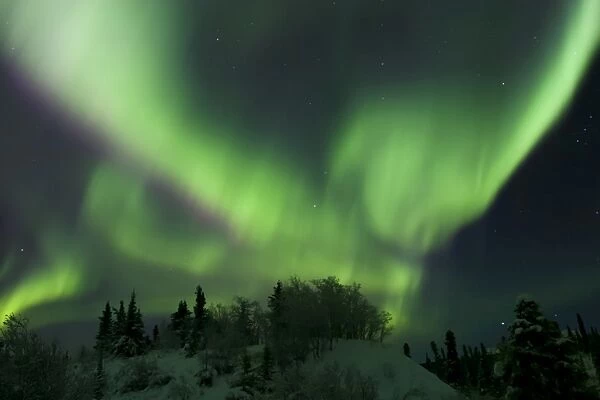 Aurora borealis takes flight, Whitehorse, Yukon, Canada