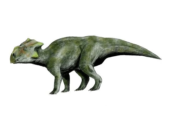 Bagaceratops dinosaur