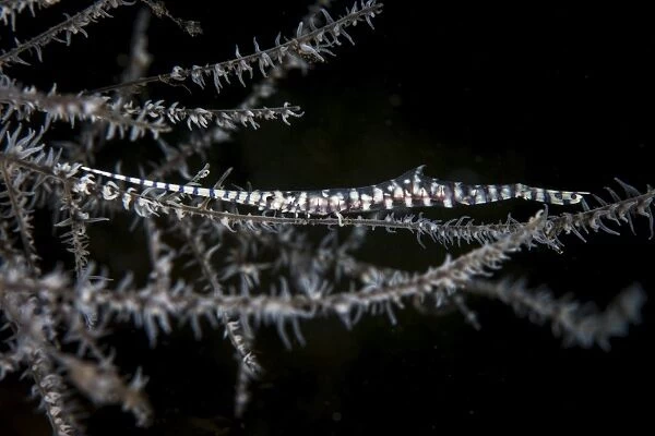 A banded Tozeuma shrimp camouflages itself in black coral