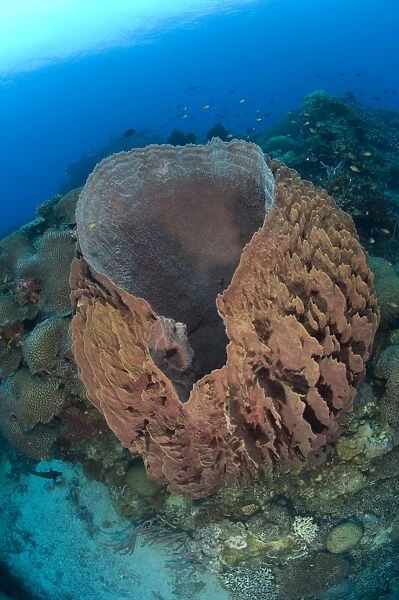 A barrel sponge attached to a reef wall, Papua New Guinea