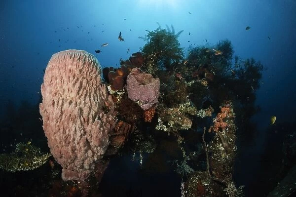 Barrel sponge on Liberty Wreck, Bali, Indonesia