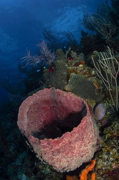 Barrel sponge seascape, Belize