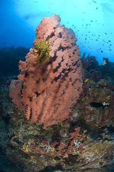 A barrel sponge with a yellow crinoid attached, Papua New Guinea