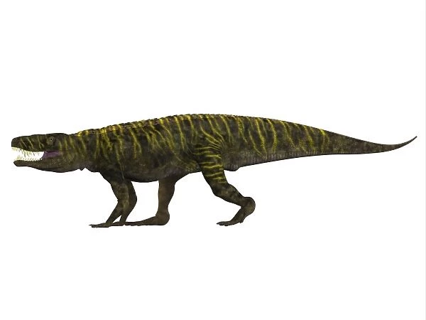 Batrachotomus archosaur, side view