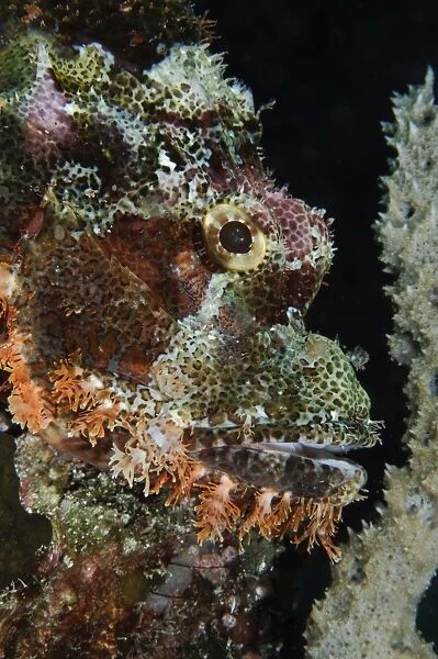 Bearded Scorpionfish, Indonesia