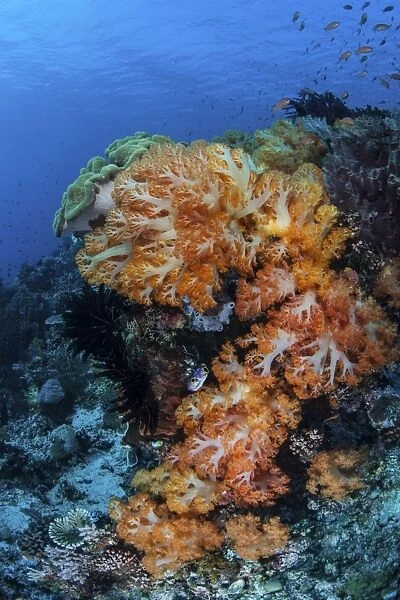 A beautiful cluster of soft coral on a coral reef in Indonesia