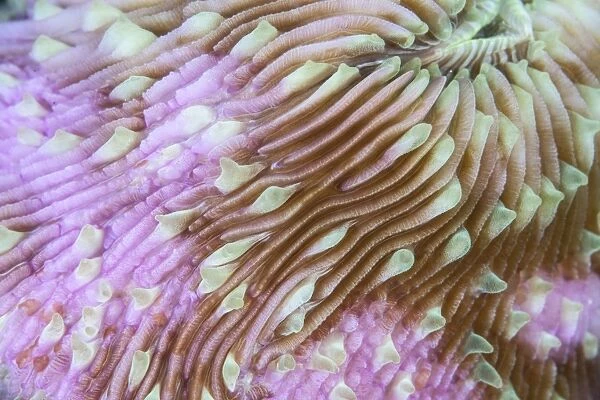 Detail of a beautiful mushroom coral on a reef in Indonesia