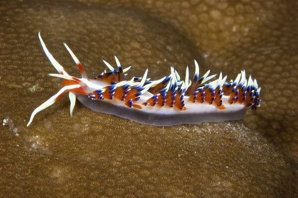 Beautiful nudibranch on coral, Papua New Guinea