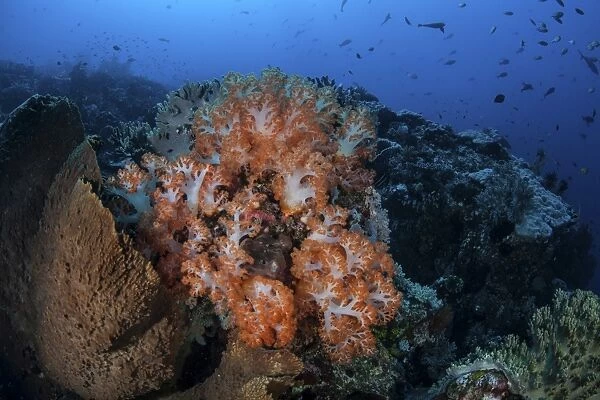 Beautiful orange soft corals on a current-swept reef in Indonesia