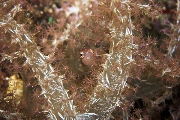 Beautiful soft coral, Papua New Guinea