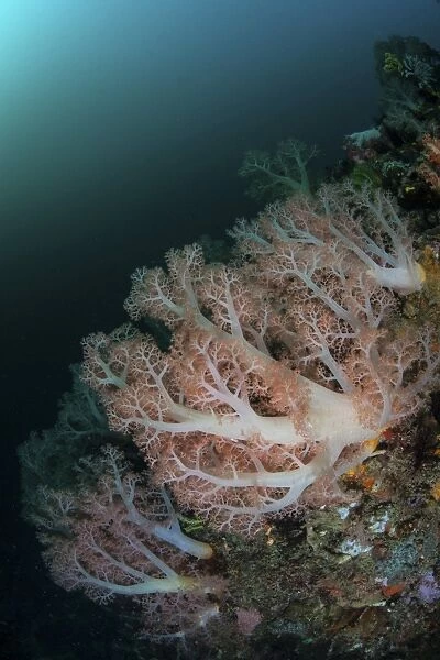 Beautiful soft corals grow on a deep reef in Indonesia