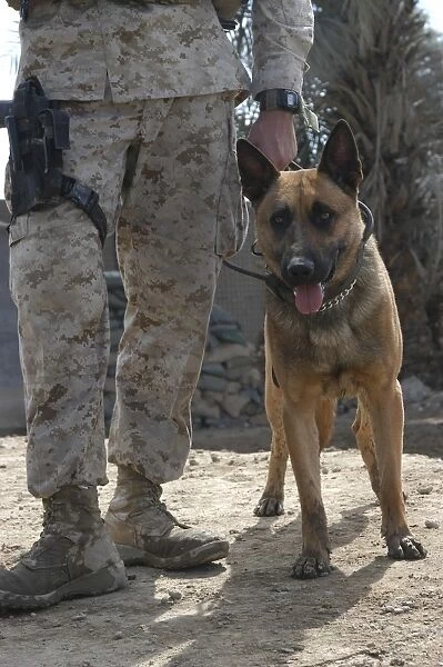 A Belgium Malonois military working dog stands by his handler