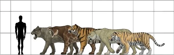 Tiger Size Chart