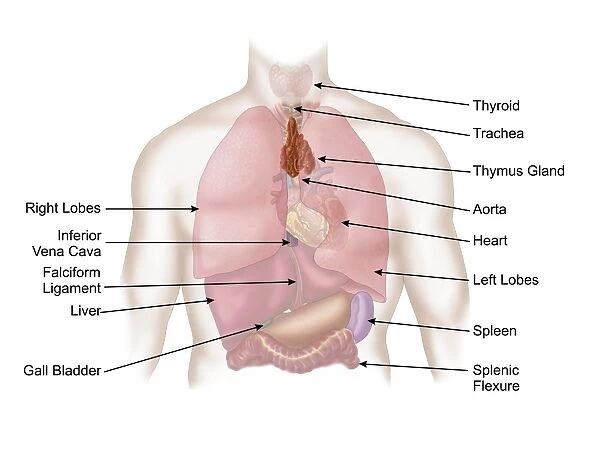 Biomedical illustration of human respiratory and digestive system