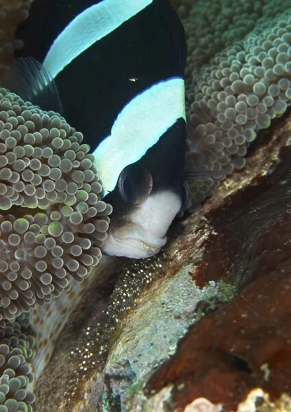 Black and white anemone fish looking after eggs attached to a rock, Bali