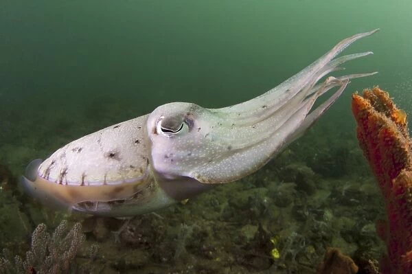 Full body view of a broadclub cuttlefish amongst a reef