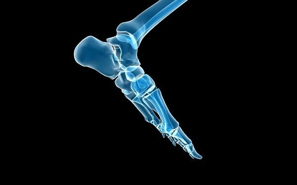 Bones in the human foot