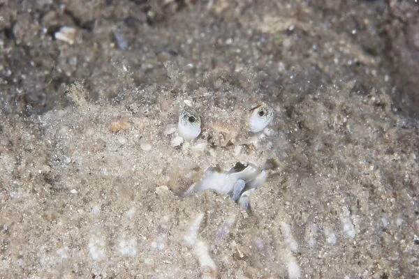 Box Crab burrows in the sand, Papua New Guinea