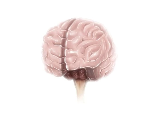 Brain surface anatomy