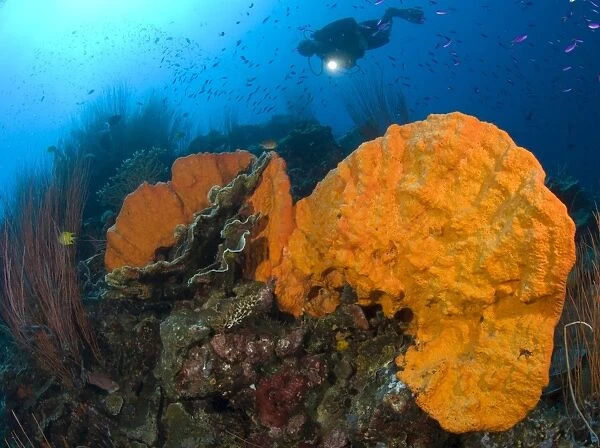 Bright orange sponge with diver and torch, Papua New Guinea