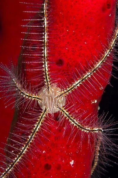 Brittle Star on sponge, Belize