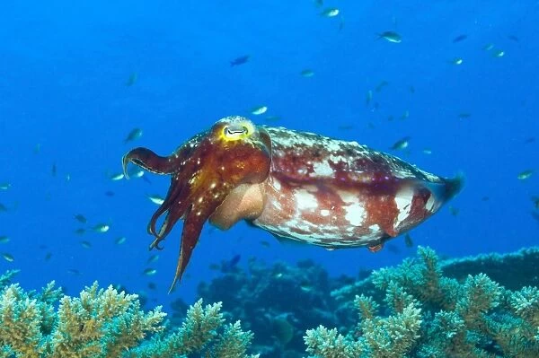 A broadclub cuttlefish, Kimbe Bay, Papua New Guinea