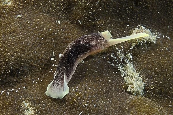 Brown and yellow folded sea slug, Indonesia