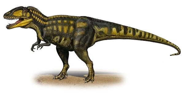 Carcharodontosaurus iguidensis, a prehistoric era dinosaur