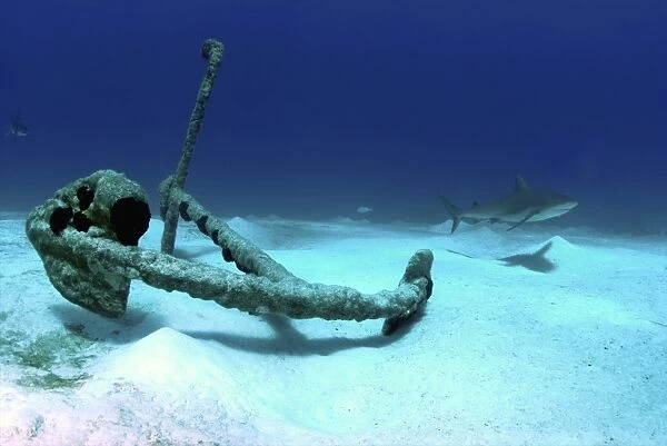 A Caribbean reef shark swims by the anchor at Treasure Wreck