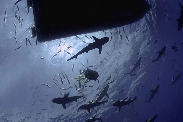 Caribbean reef sharks circling a dive boat, Nassau, The Bahamas