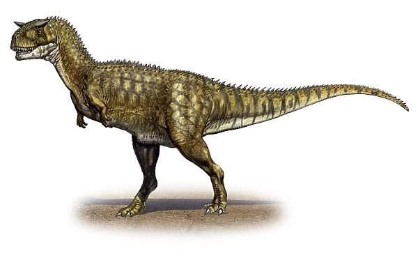 Carnotaurus sastrei, a prehistoric era dinosaur