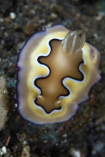Chromodoris coi nudibranch sea slug, Bali, Indonesia