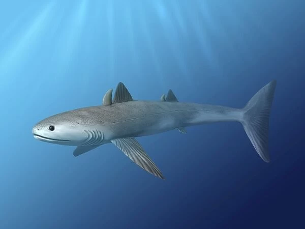 Cladoselache fyleri is an extinct shark from the Late Devonian period