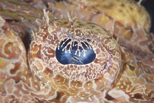 Close up of the eye of a large Crocodile fish, Papua New Guinea