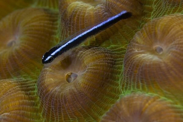 Close-up of a goby on coral, Belize
