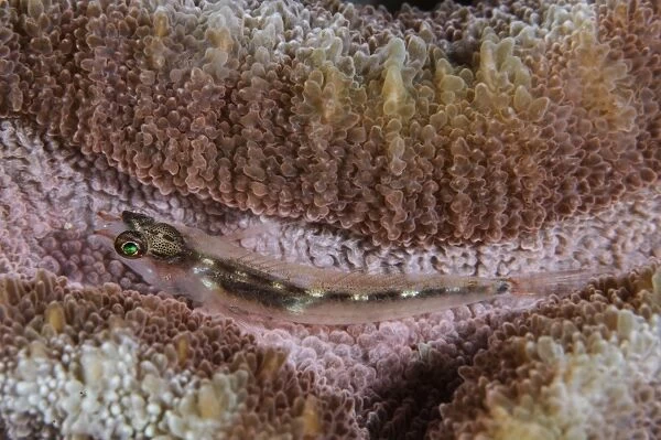 Close-up of a goby, Indonesia