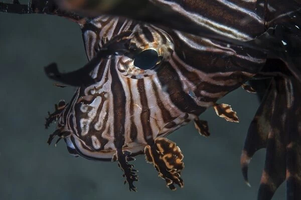 Close-up of a lionfish in Komodo National Park, Indonesia