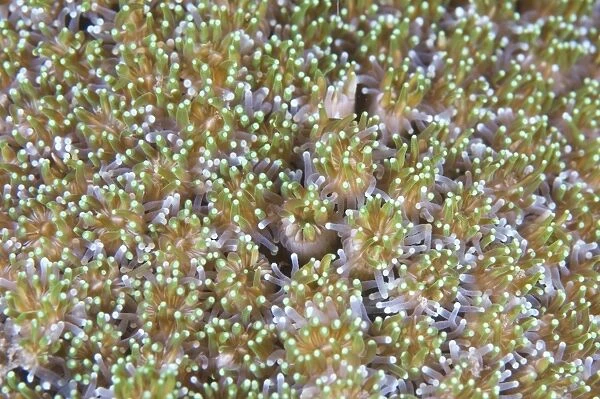 Close-up of open coral polyps, Papua New Guinea