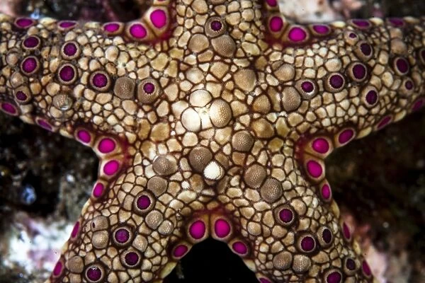 Close-up of an unidentified sea star in Indonesia