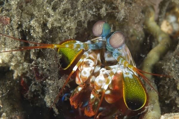 Close-up view of a Mantis Shrimp, Papua New Guinea